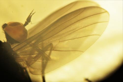 Rhamphomyia caliginosa